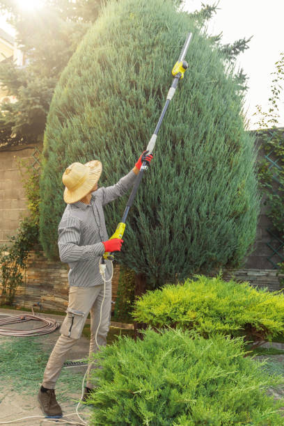 Best Tree Preservation Services  in Bardmoor, FL